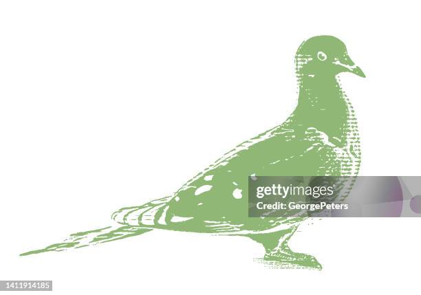 mourning dove - pigeon isolated stock illustrations