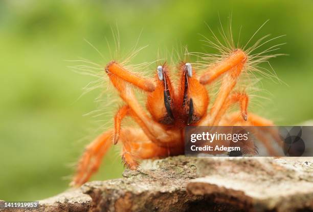 Sun Spider Photos and Premium High Res Pictures - Getty Images