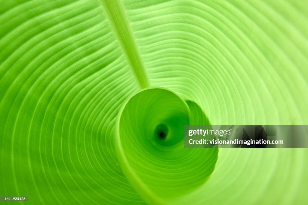 Banana leaf textures and patterns