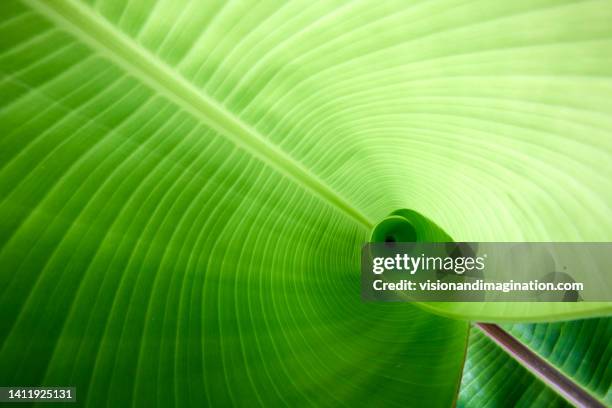 banana leaf textures and patterns - green leafy vegetables fotografías e imágenes de stock