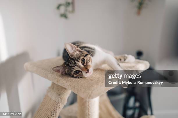 kitten on the top of the play tree. - shorthair cat foto e immagini stock