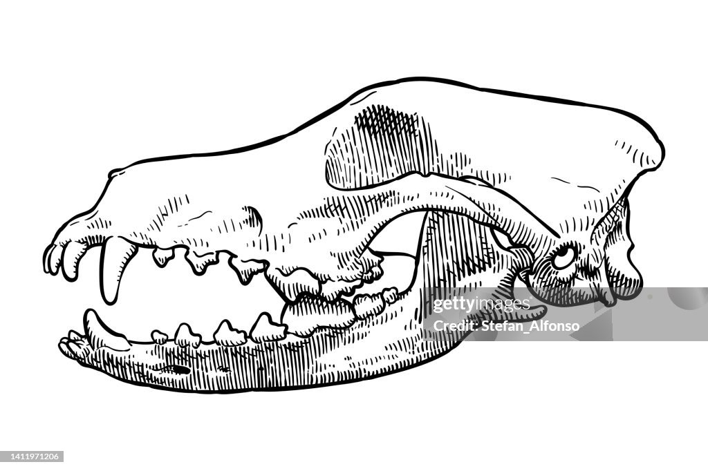 Dibujo vectorial de un cráneo de un perro galgo persa