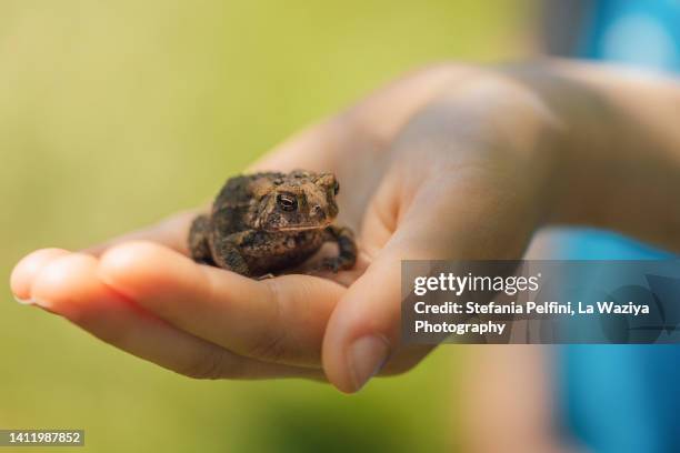 child's hand holding a frog - ヒキガエル属 ストックフォトと画像