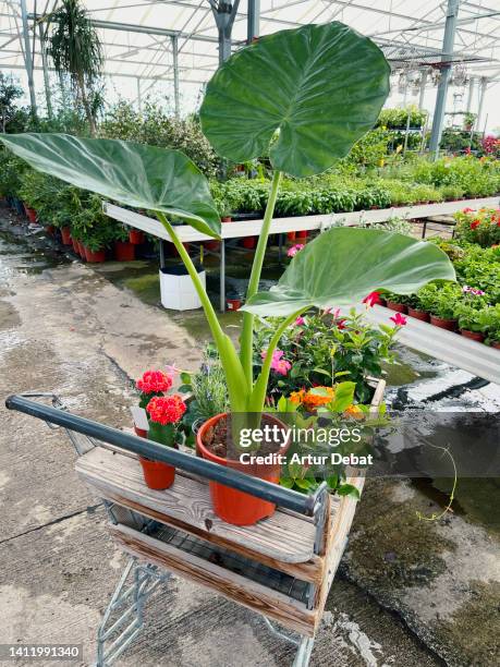 shopping homegrown plants in garden center under greenhouse with plant nursery. - pink allamanda bildbanksfoton och bilder