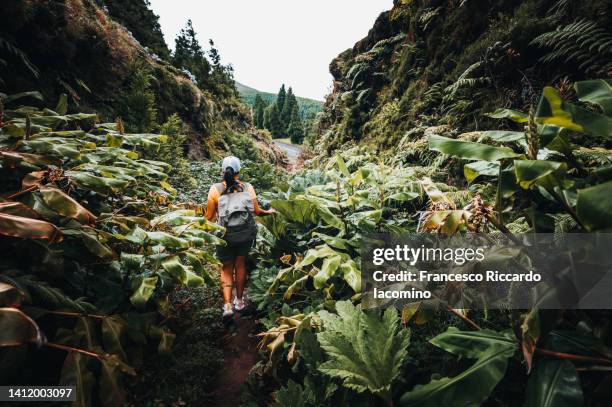 woman walking in lush tropical foliage - azores portugal stock pictures, royalty-free photos & images