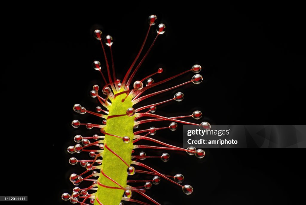 Extreme close up of cape sundew
