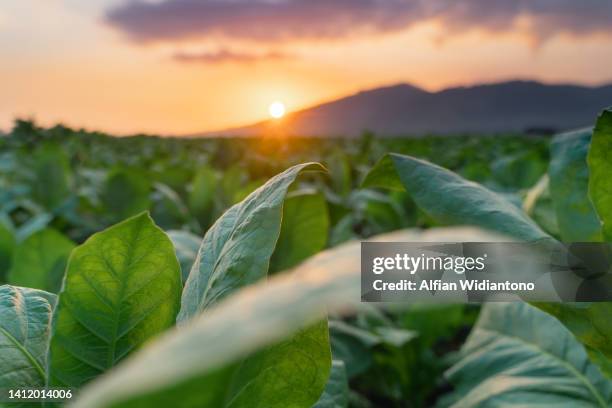 tobacco field - produto relacionado com tabaco - fotografias e filmes do acervo