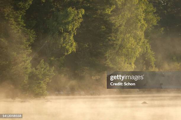 sun in morning fog over a lake in summer - idyllic lake bildbanksfoton och bilder