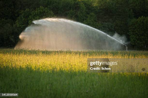 watering a meadow in the evening sun in summer - sprinkler system ストックフォトと画像