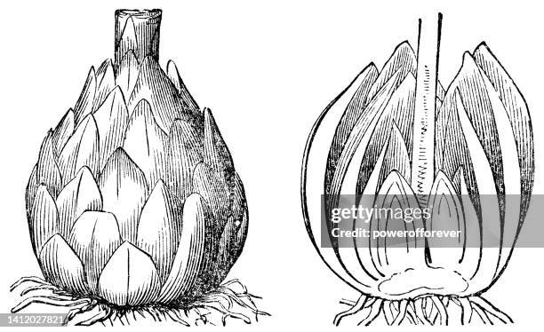 madonna lily flower (lilium candidum) bulb scale rosette and cross section - 19th century - white lily illustration stock illustrations