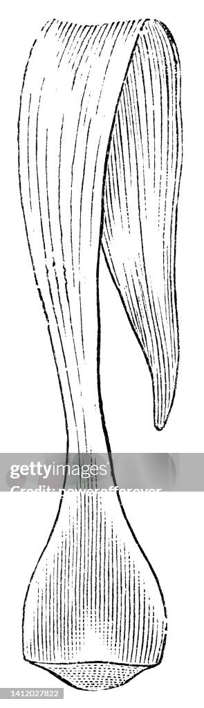 Madonna LIly Flower (Lilium Candidum) Bulb Scale Leaf - 19th Century