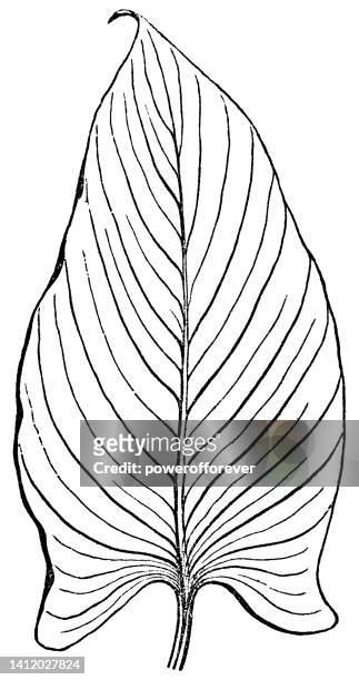 illustrations, cliparts, dessins animés et icônes de fleur de lys calla (zantedeschia aethiopica) feuille - 19ème siècle - nervure