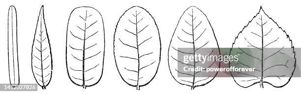 various pinnate leaf blade shapes - 19th century - pinnate leaf stock illustrations