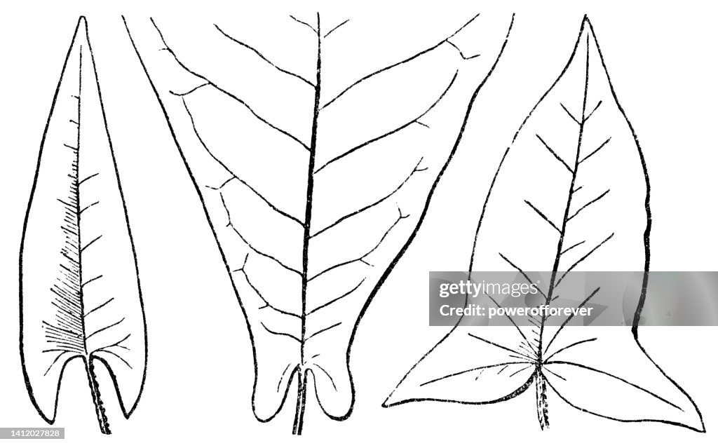 Various Pinnate Leaf Blade Shapes - 19th Century