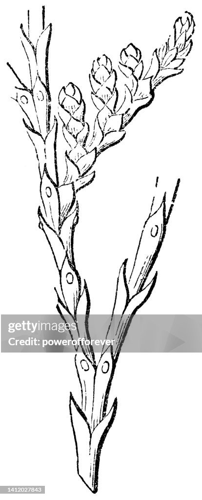 American Arborvitae Tree (Thuja) Branch - 19th Century
