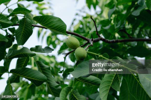 walnut tree - walnut farm stock pictures, royalty-free photos & images