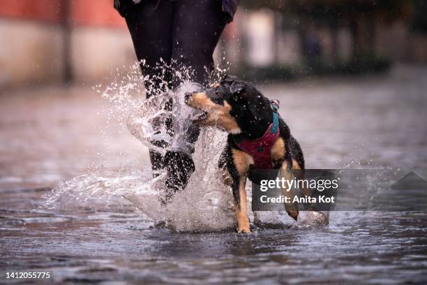 the dog and its owner walk across the puddle - dog splashing stock pictures, royalty-free photos & images