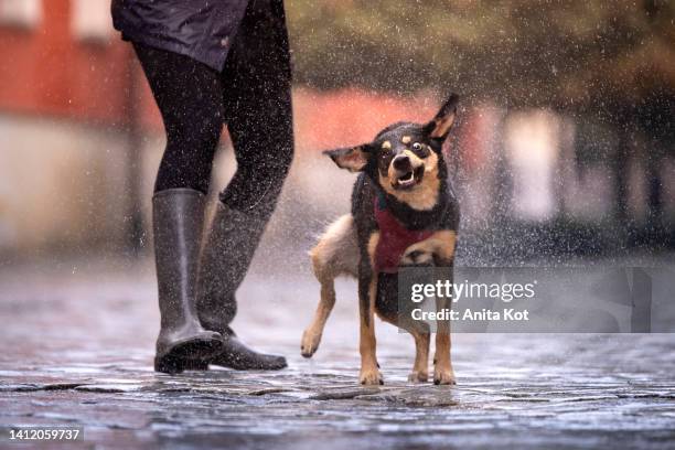 the dog shakes off the water during a rainy walk - dog shaking stock pictures, royalty-free photos & images