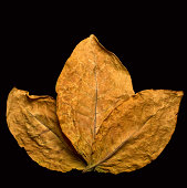 dry leafs
