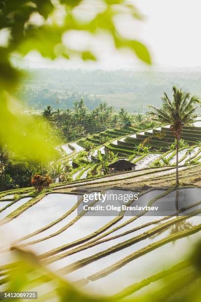 view of famous balinese tegallalang rice terraces in morning light - reisterrasse stock-fotos und bilder