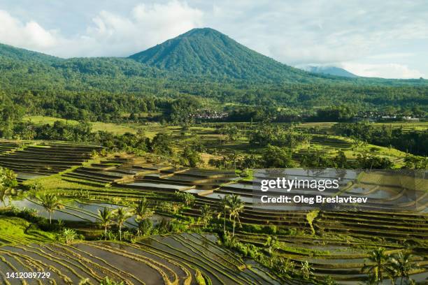 famous jatiluwih rice terraces in bali - ubud rice fields stock pictures, royalty-free photos & images