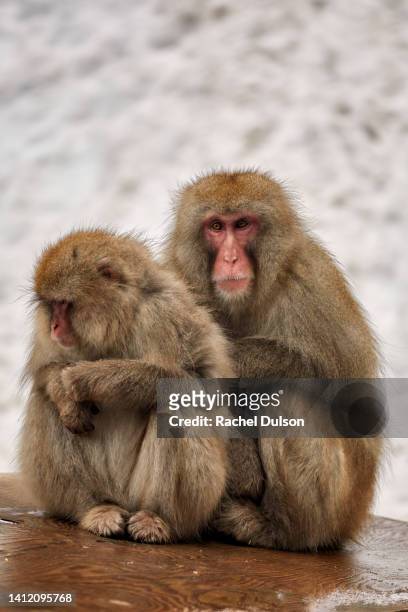 snow monkeys - macaque stock-fotos und bilder