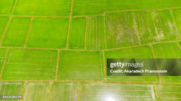 Rice View 9,711 Rice Farm Top View Stock Photos, High-Res Pictures, and Images ...