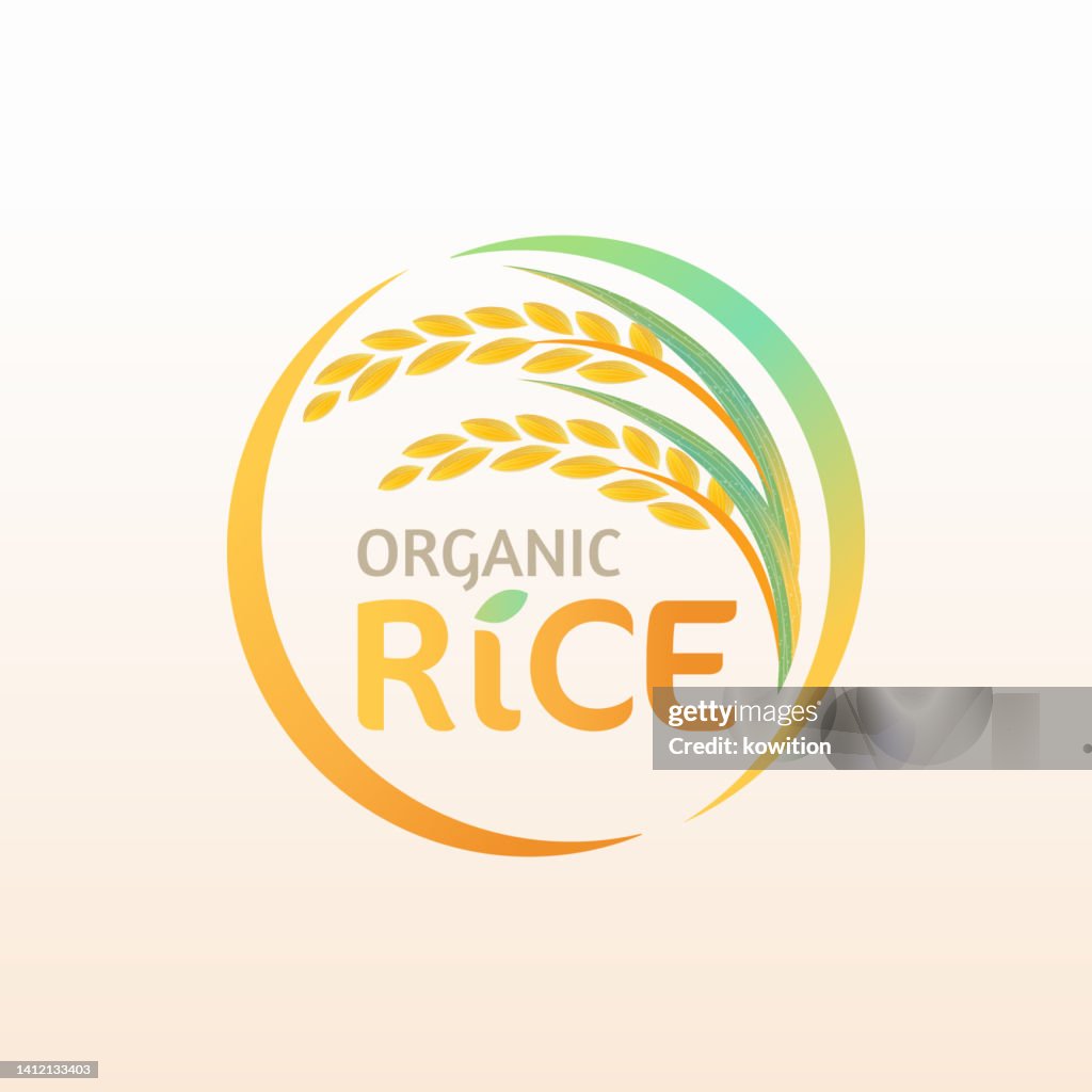 Paddy Rice Design Paddy Rice Logo Vector Design High-Res Vector Graphic - Getty Images