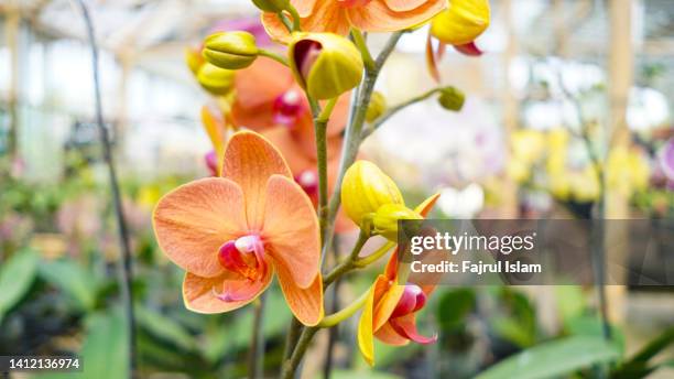 yellow orchid flower tree in the garden - flores indonesia - fotografias e filmes do acervo