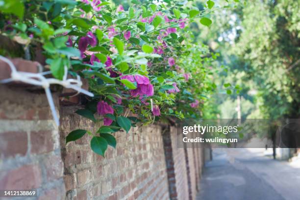 rose red bougainvillea covering the stone wall - 鼓浪�嶼 ストックフォトと画像