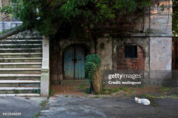 a white cat lying in front of abandoned house - 鼓浪嶼 ストックフォトと画像