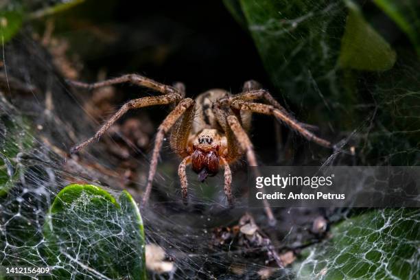 wolf spider (pardosa amentata) on the web - arachnophobia stock pictures, royalty-free photos & images