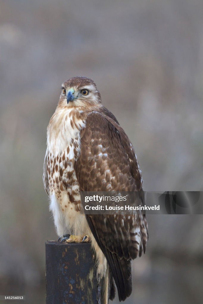 Red-tailed hawk (Buteo jamaicensis)