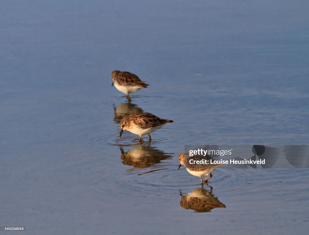 Least sandpipers