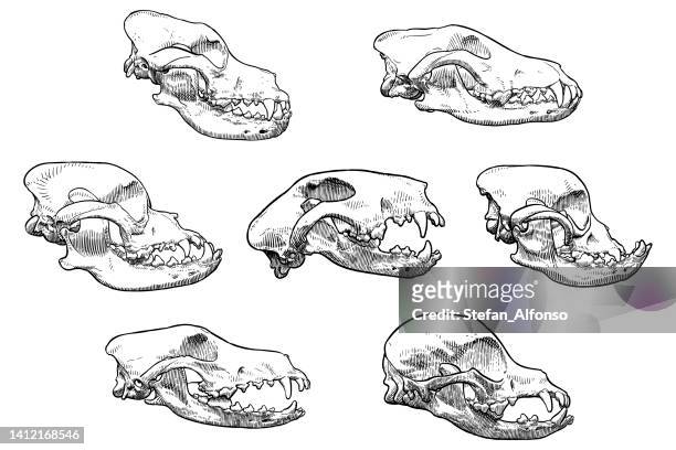 5,068 Animal Skull Photos and Premium High Res Pictures - Getty Images