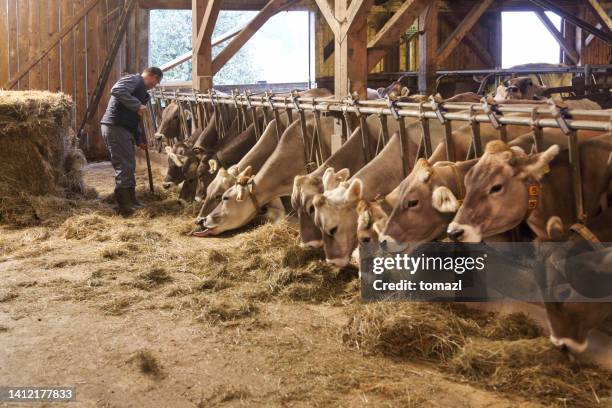 farmer feeding cows in a barn - pole barn stock pictures, royalty-free photos & images