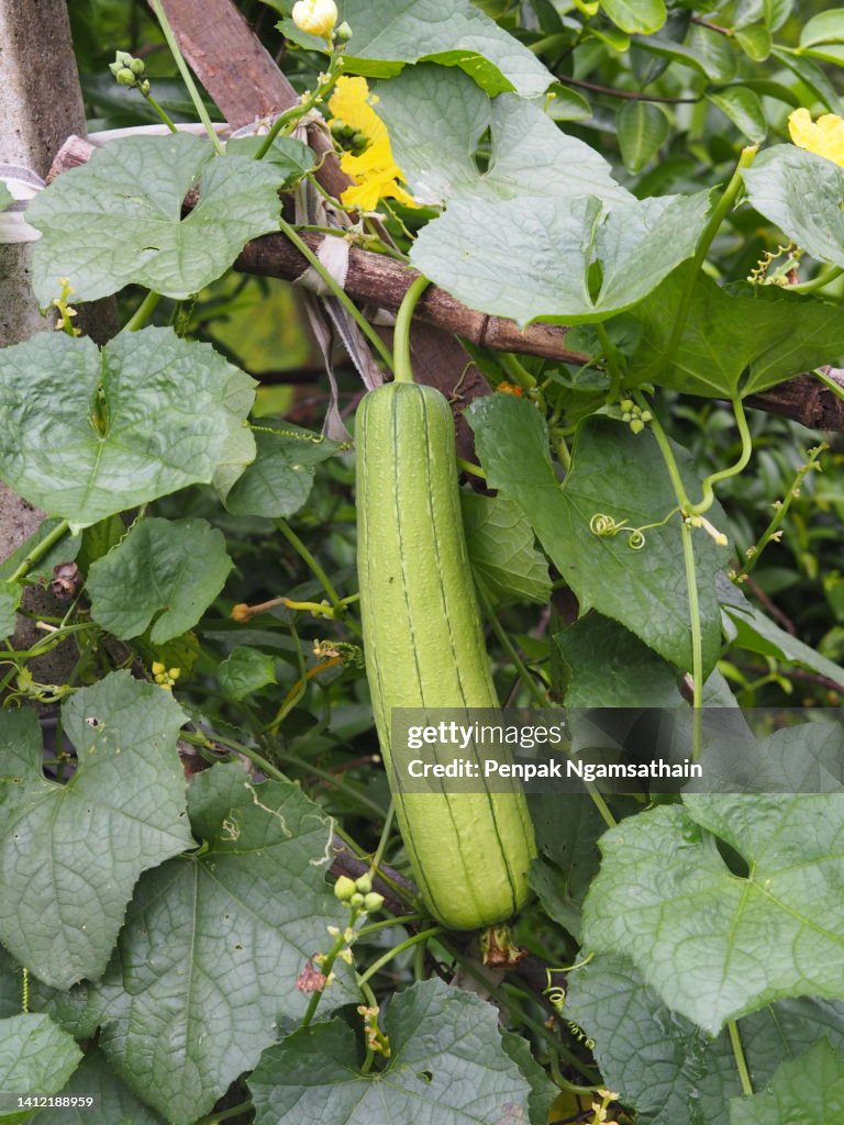 Luffa acutangular, Cucurbitaceae green vegetable fresh on brown fabric in garden on nature backgroundc