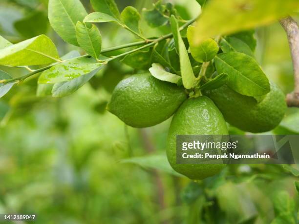 lemon on the tree blurred of nature background, plant sour taste fruit lime green vegetable - lemon tree stock pictures, royalty-free photos & images