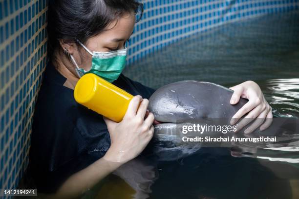 Volunteer veterinarian feeds formula milk to an orphaned Irrawaddy river dolphin with a baby bottle at the rehabilitation facility of Marine...