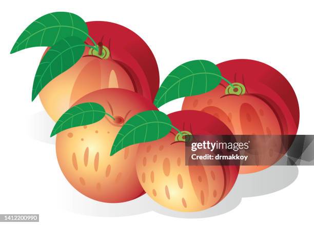 peach - nectarine stock illustrations