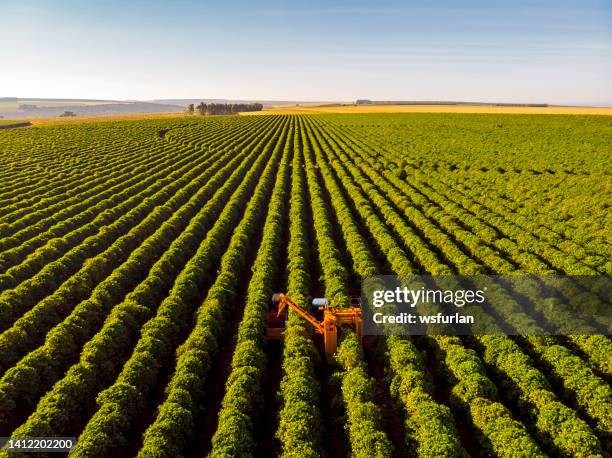 coffee combine harvester - coffee birds eye view stock pictures, royalty-free photos & images
