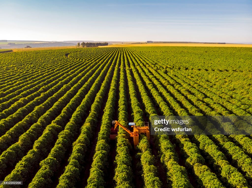 Coffee combine harvester