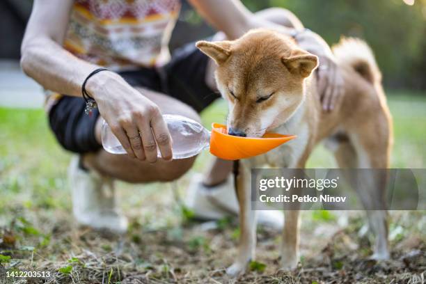 thirsty shiba inu - cute shiba inu puppies stock pictures, royalty-free photos & images