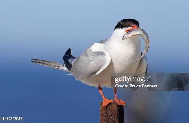 Common tern carries a fish on Nickerson Beach on July 31, 2022 in Lido Beach, New York, United States. Long Island beaches along the Atlantic Ocean...