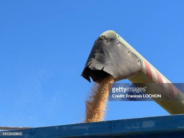 Moissonneuse-batteuse vidant le blé récolté dans une remorque, 15 juillet 2022.