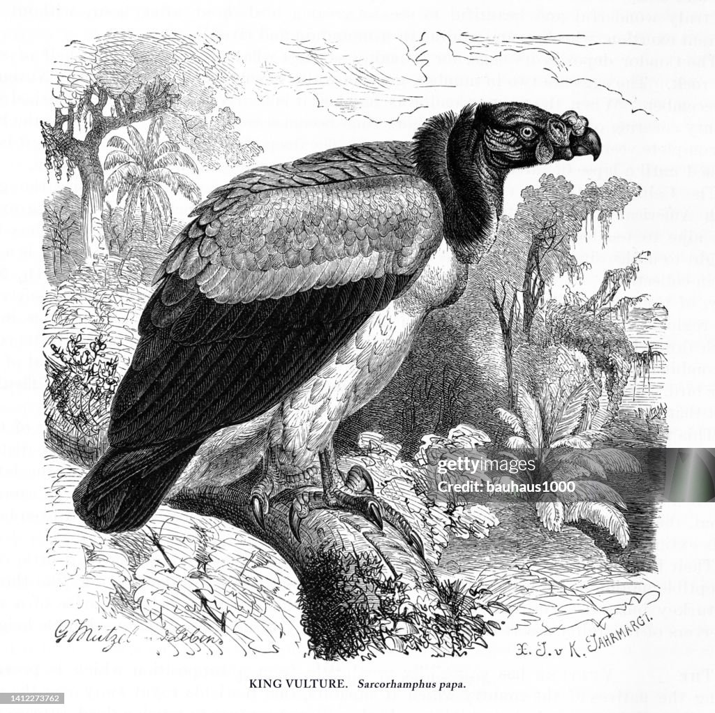 King Vulture, Bird, Antique American Engraving: Natural History, 1885