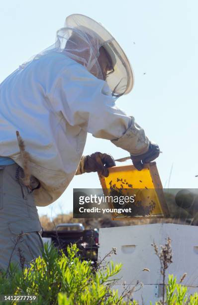 beekeeping on lemnos island in greece - apiculture stock pictures, royalty-free photos & images