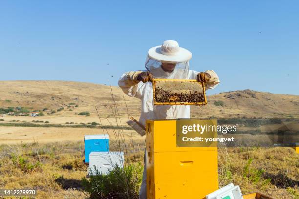 beekeeping on lemnos island in greece - honey bee stock pictures, royalty-free photos & images