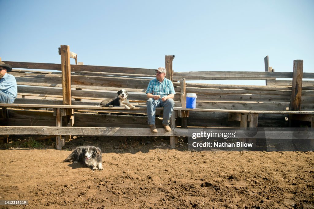 Pet Love Ranch animals