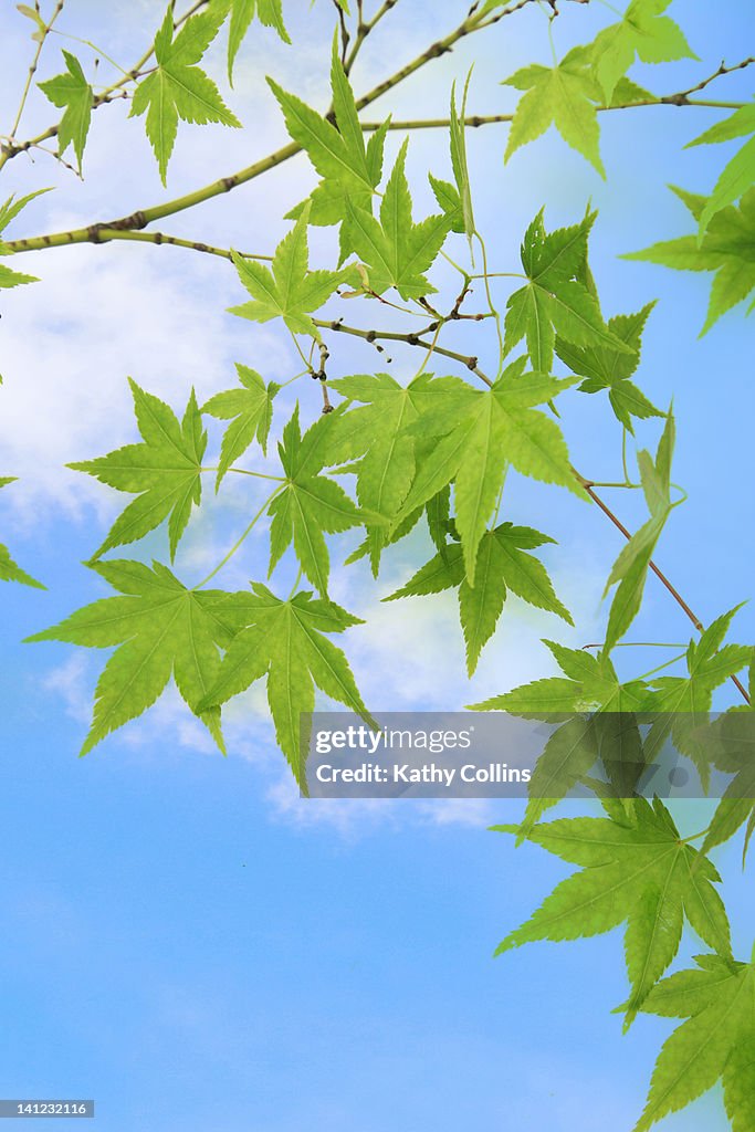 Spring acer leaves against a bright sky